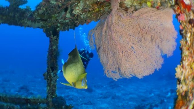 在台湾由钢铁组成的人工鱼礁上游泳的神仙鱼