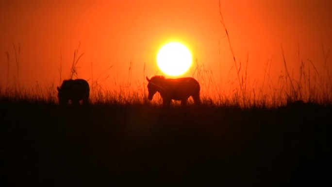 斑马走过升起的太阳在背景中发光
