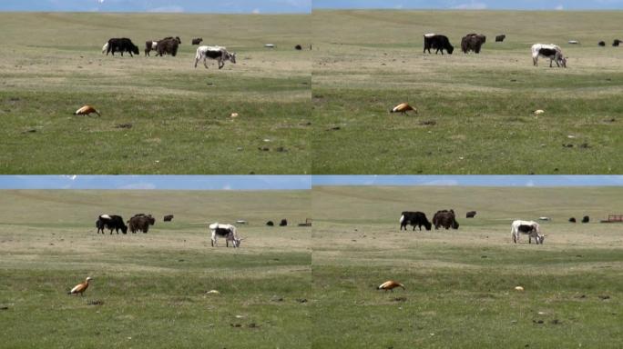 放牧在牧场上的一群牦牛、奶牛和发出呼噜声的公牛。