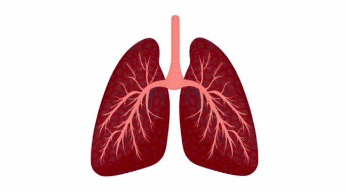 人类肺的动画。内部。卡通
