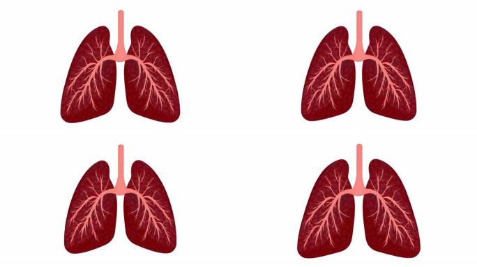 人类肺的动画。内部。卡通