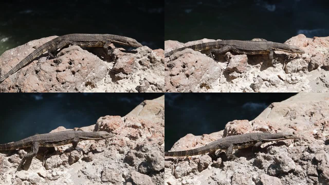 在岩石土地上行走的亚洲水监测蜥蜴