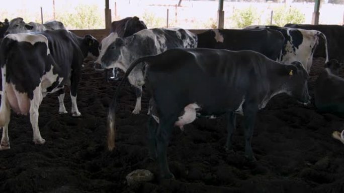 以现代农场的奶牛场为食的奶牛。平衡饲料。