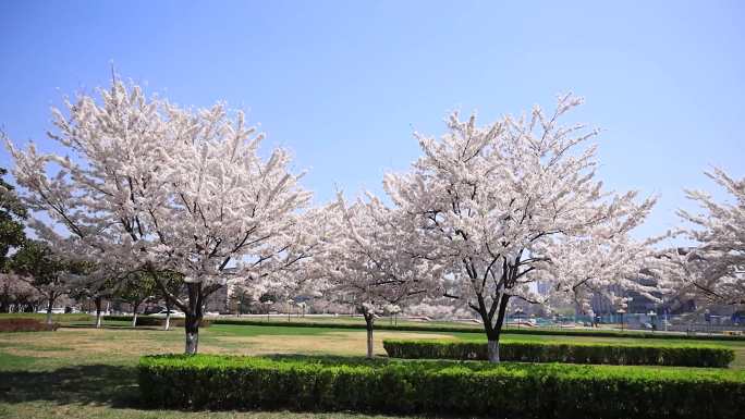 实拍公园花