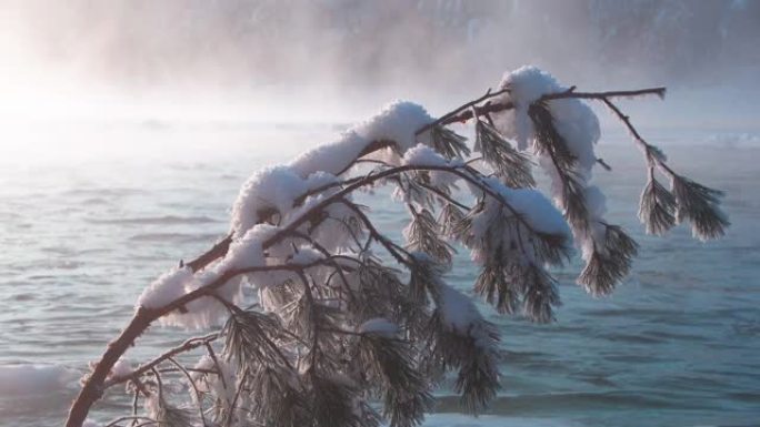 冬季河流中覆盖着白色蓬松雪的树枝