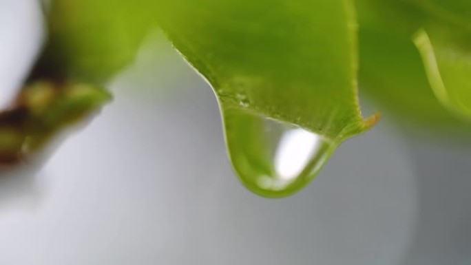水滴在大自然的梨花上雨后雨滴