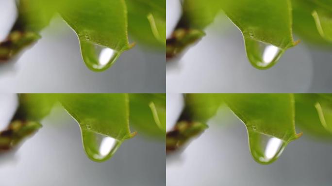 水滴在大自然的梨花上雨后雨滴