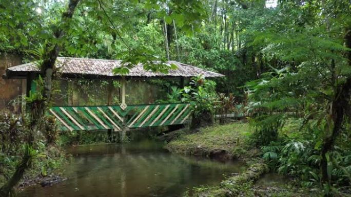 在热带花园中的小桥上放大或越过溪流，展示了许多美丽的植物和树木