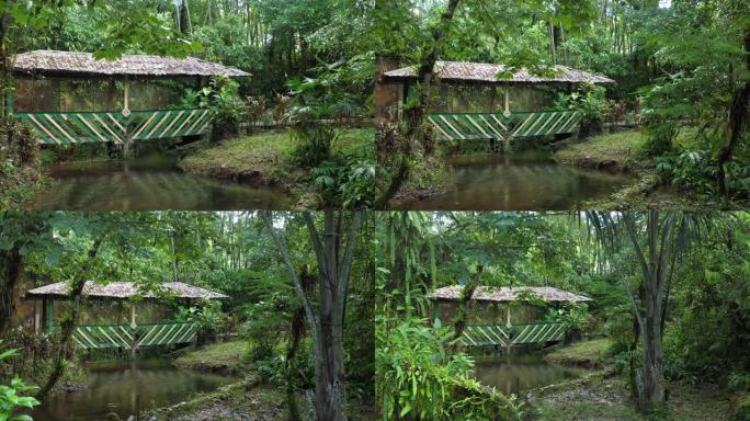 在热带花园中的小桥上放大或越过溪流，展示了许多美丽的植物和树木