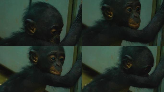 倭黑猩猩宝宝的特写