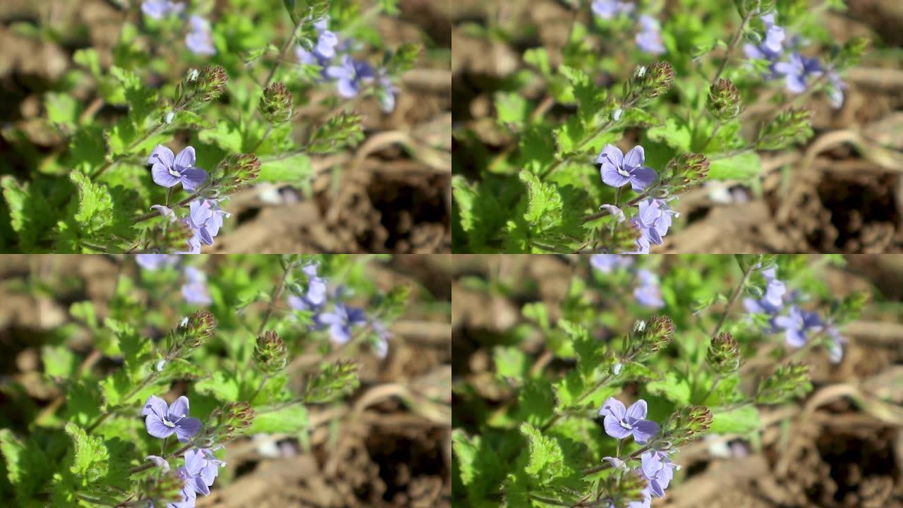 春天的蓝色花朵绽放，野生植物学特写