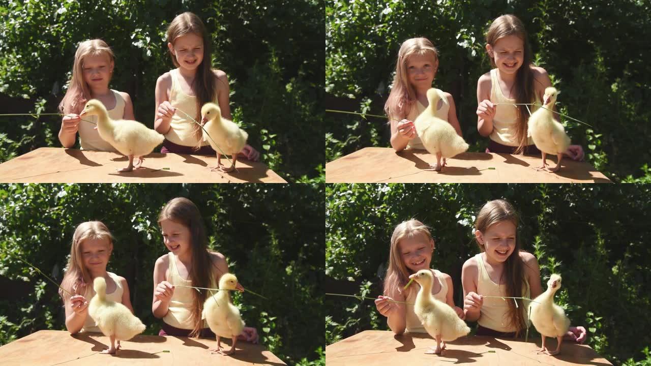 小女孩在晴天用草喂小鸭子
