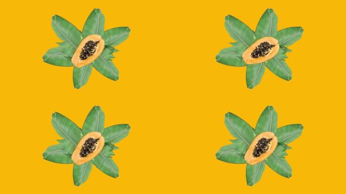 镜头在亮黄色背景上的绿色叶子上摇摆摇摆成熟多汁的木瓜。夏季乐趣