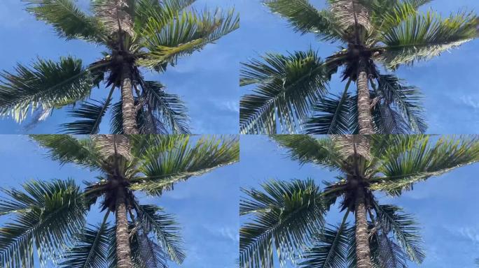 椰子树和蓝天