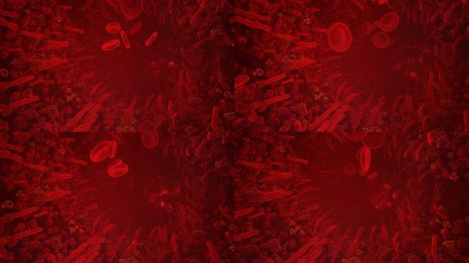 人体动脉中的红细胞。在生物体的血管中飞行。医疗，科学，医疗保健或生物学背景的循环动画。