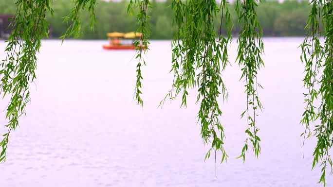 公园湖边垂柳