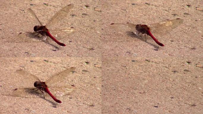 一只猩红色的飞镖蜻蜓移动其头部的特写镜头，也称为红斑鳄鱼或飞龙