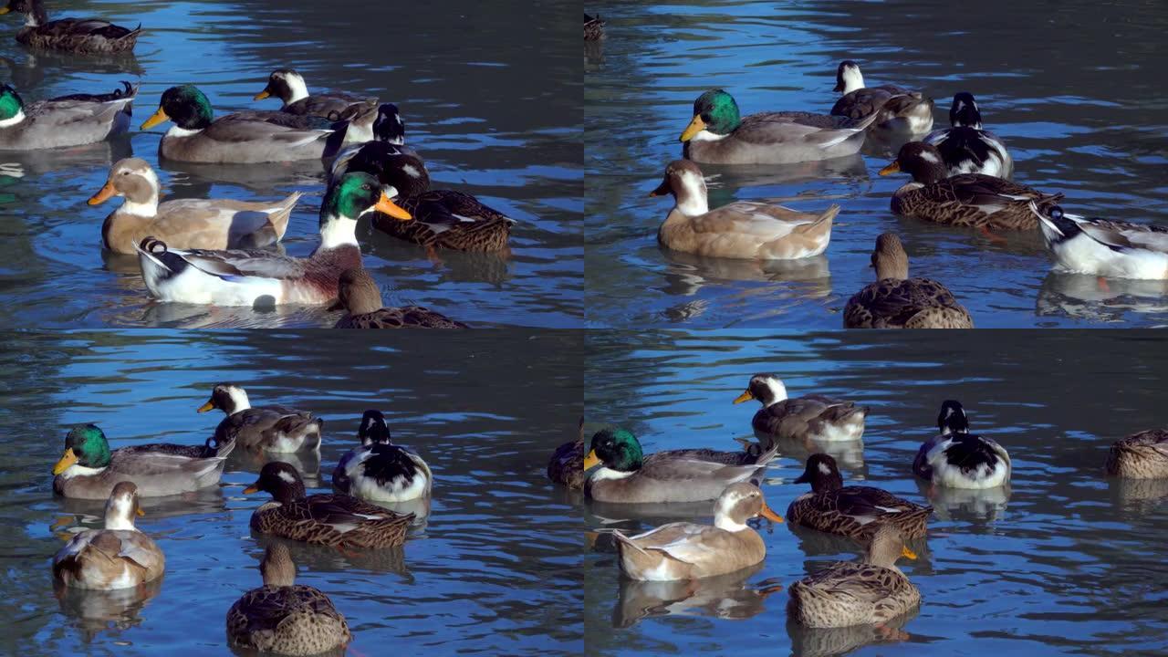 湖中的鸟类动物鸭