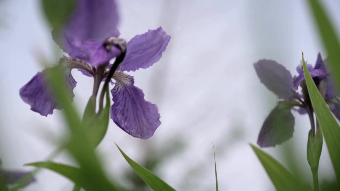 紫色花 叶子 植物 花 鸢尾花 紫色