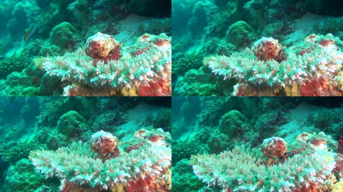 马尔代夫水下珊瑚背景下的隐士癌症士兵蟹。