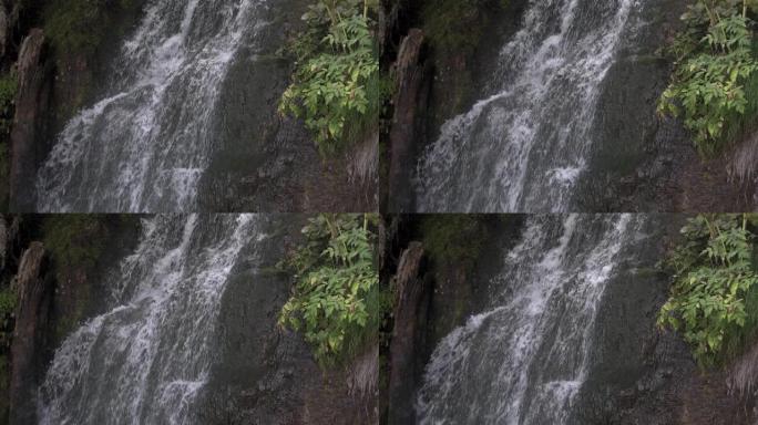 雨林长满苔藓的岩石壁架上流淌的瀑布。河岸上有绿色植物。坠落的飞溅飞向两侧。潮湿的树干靠在山墙上。