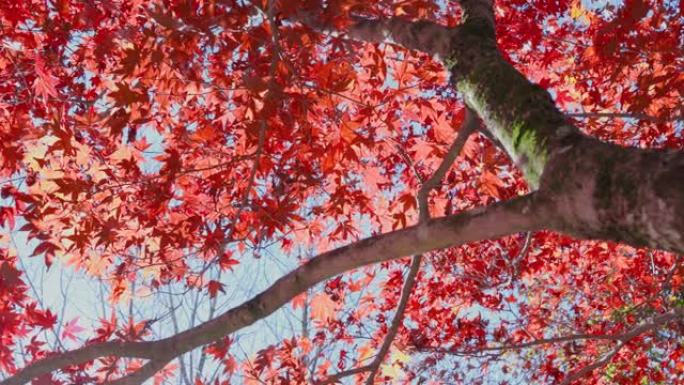 美丽的红绿秋叶，阳光普照
