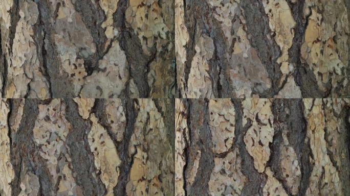 奥地利松树或黑松 (Pinus Nigra) 的树皮细节