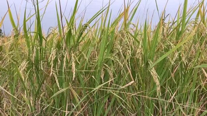 泰国盛产大米和谷物。