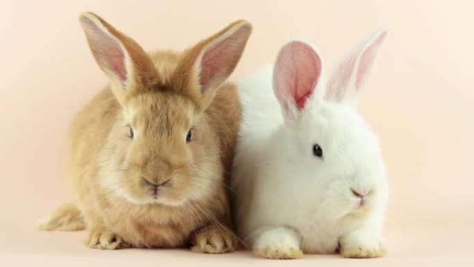 粉红背景上的两只可爱的小兔子。复活节假期的概念。两只复活节野兔的特写镜头，表情滑稽，看着相机