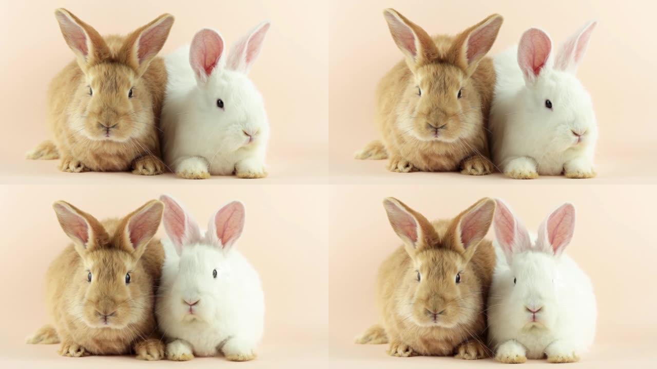 粉红背景上的两只可爱的小兔子。复活节假期的概念。两只复活节野兔的特写镜头，表情滑稽，看着相机
