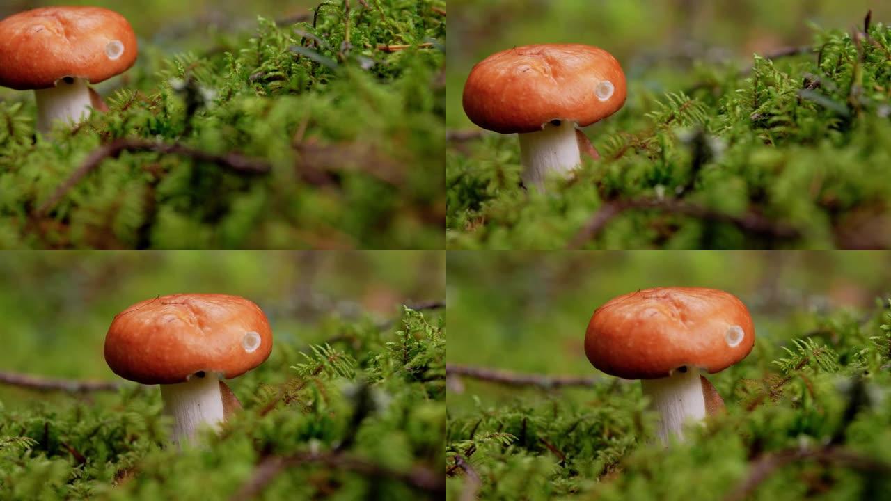 秋林中的红菇