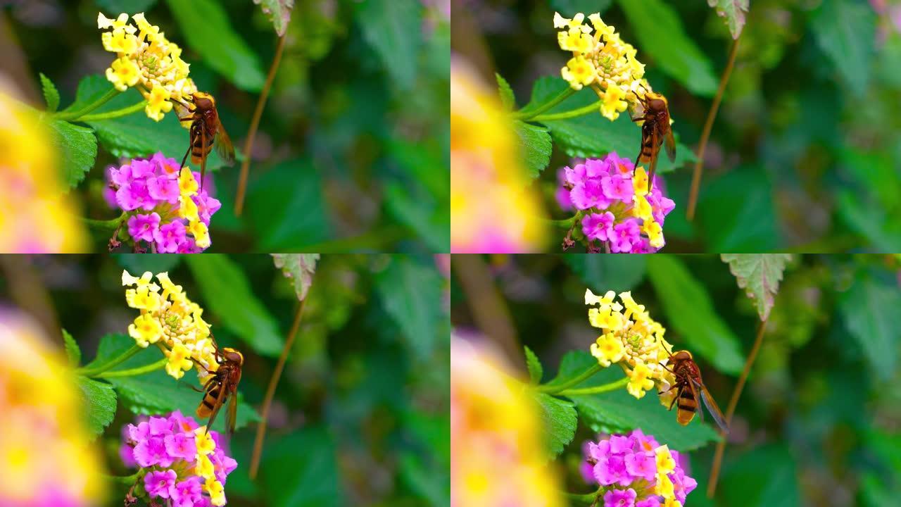 黄花授粉期间的蜜蜂蜜蜂