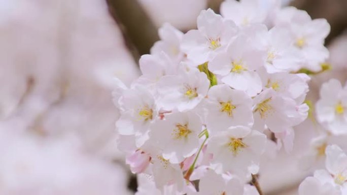 樱桃花赏花花园春暖花开