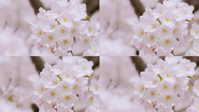 樱桃花赏花花园春暖花开