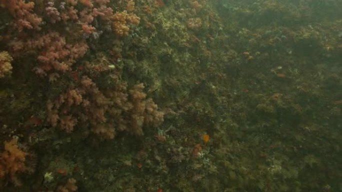 台湾海底珊瑚礁的彩色软珊瑚群落