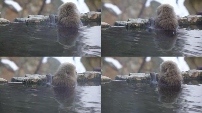 日本雪猴在温泉享受户外沐浴和放松