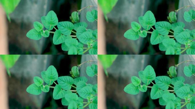 花园里生长的野生牛至。牛至标志。小牛至植物