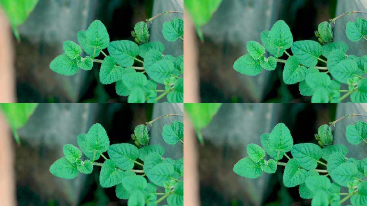 花园里生长的野生牛至。牛至标志。小牛至植物