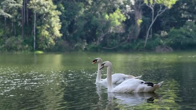 两只白天鹅在湖中游泳