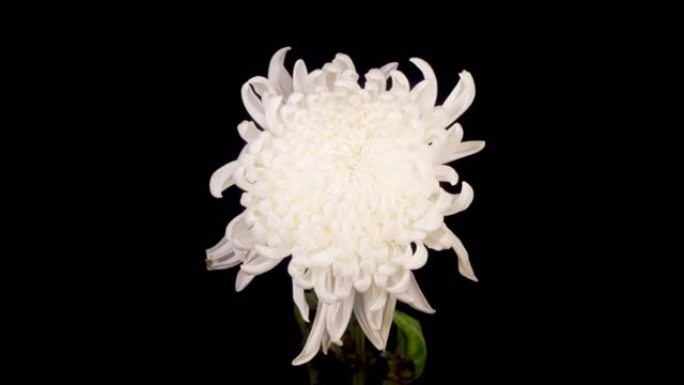 美丽的白菊花开枯萎