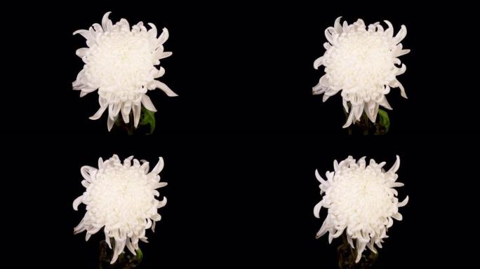 美丽的白菊花开枯萎