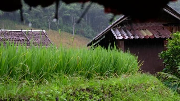 雨水从稻田农村的草屋屋顶上落下