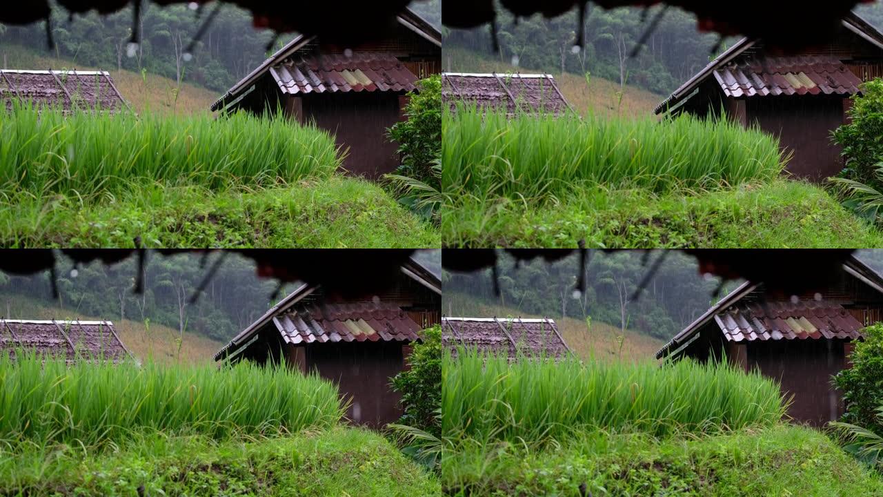 雨水从稻田农村的草屋屋顶上落下