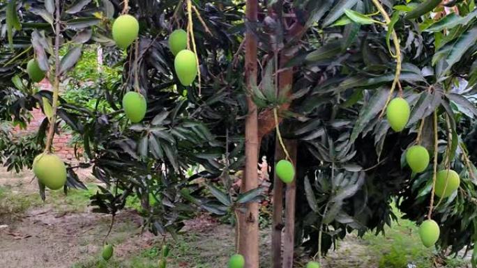 用树枝夹在花园里生长的芒果果绿