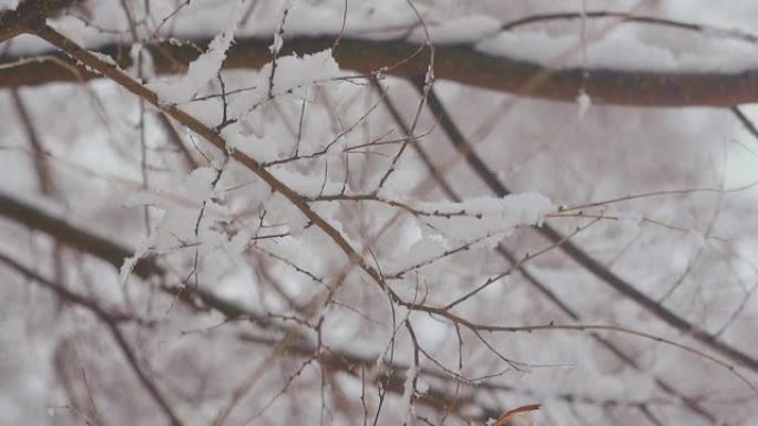 白色融化雪的细树枝对着白色公园