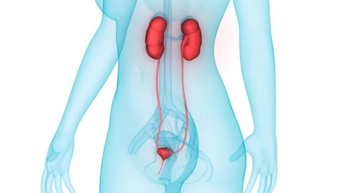 女性泌尿系统肾脏用膀胱解剖动画概念