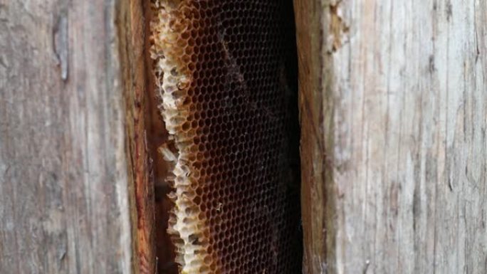 蜜蜂飞进蜂巢。蜜蜂回到蜂巢