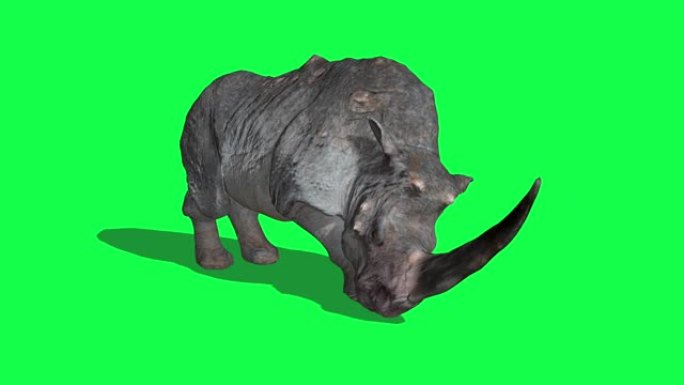 犀牛闲置和攻击绿屏3D渲染动画动物