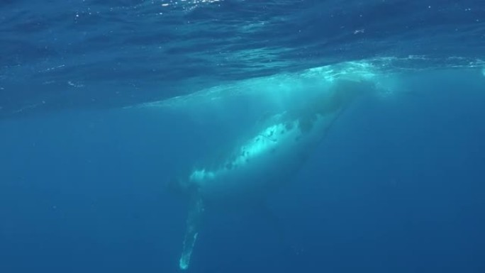 座头鲸在太平洋水面附近的水下。