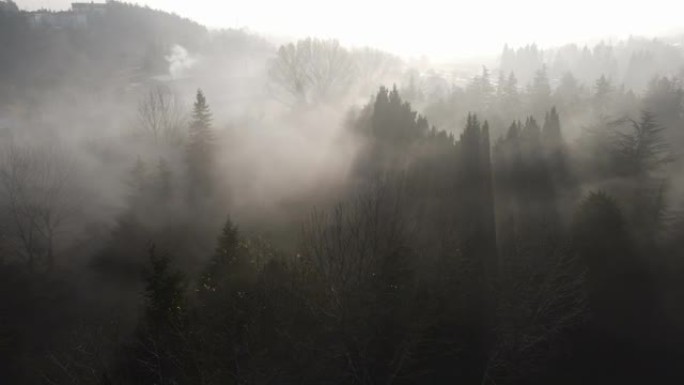 大雾天气和树木，晨雾，阴沉天气，阴沉天气和树木，空中雾视图，空中雾视频，空中阴暗，滑过拱形树木